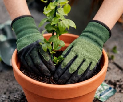 Planning & Plant Selection